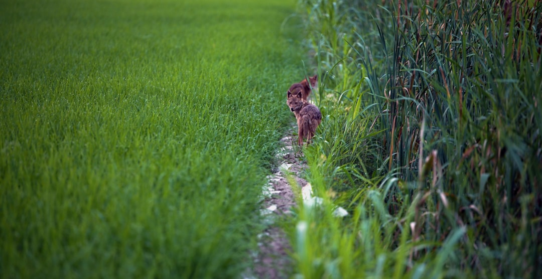 Photo Tail Risk Hedging